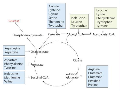 Aminozuren planten -Krebs-cyclus - Aminozuren werking
